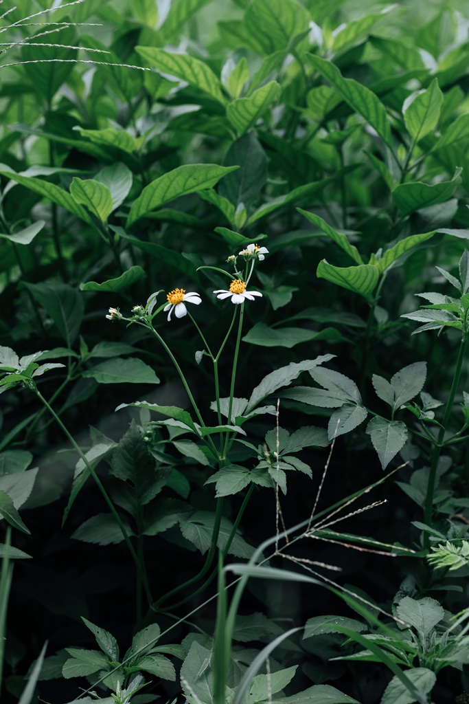 s原生植物園-022