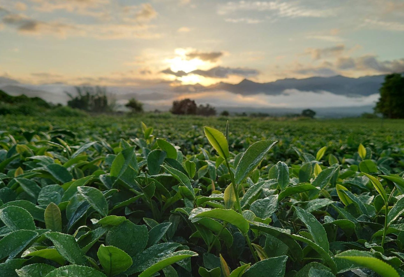 茶園是阿山哥投入最多時間的地方。(圖片提供：阿山哥無毒小棧)