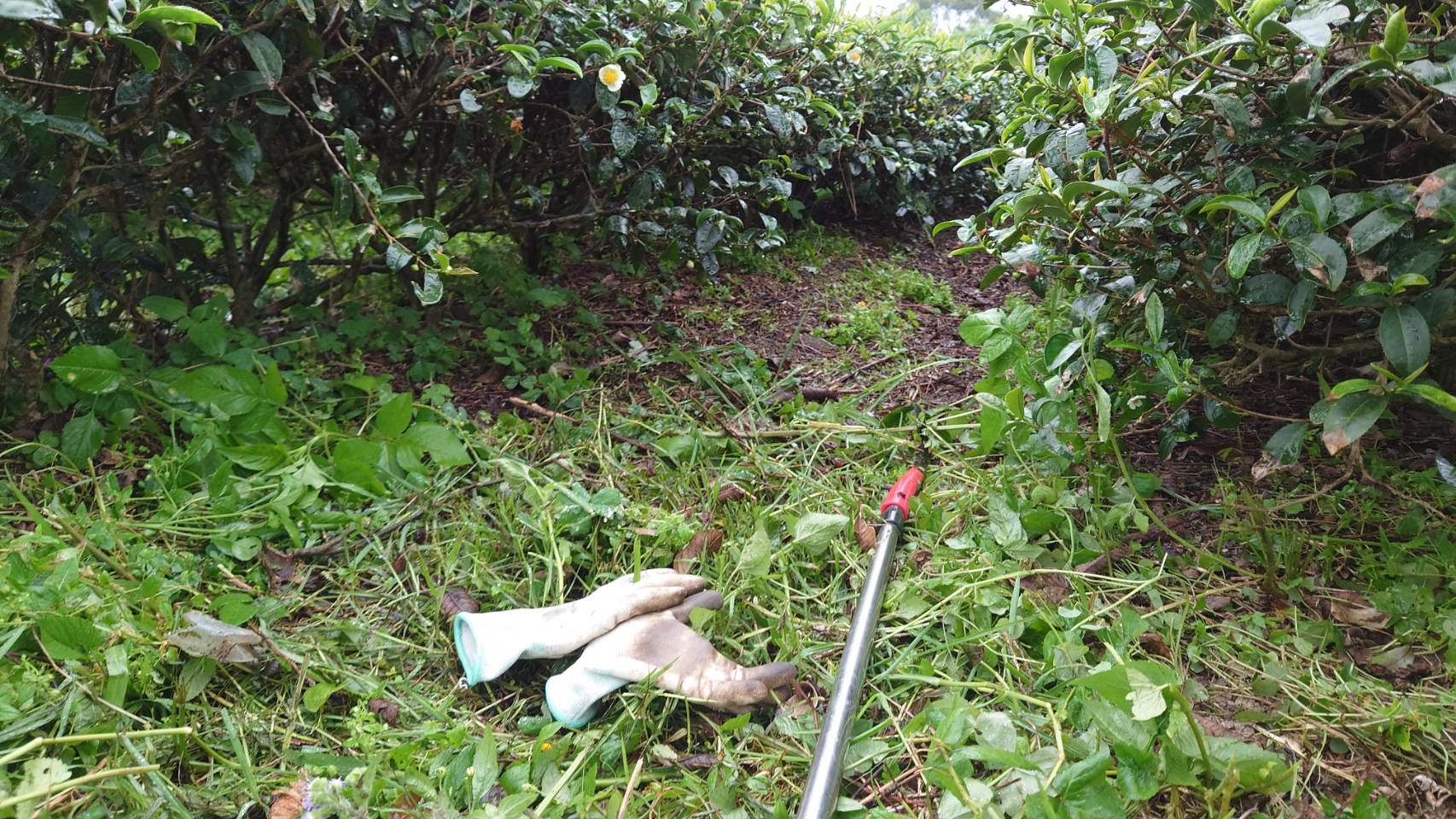 阿山哥走進茶園深處帶我們去找什麼呢？(圖片提供：阿山哥無毒小棧)