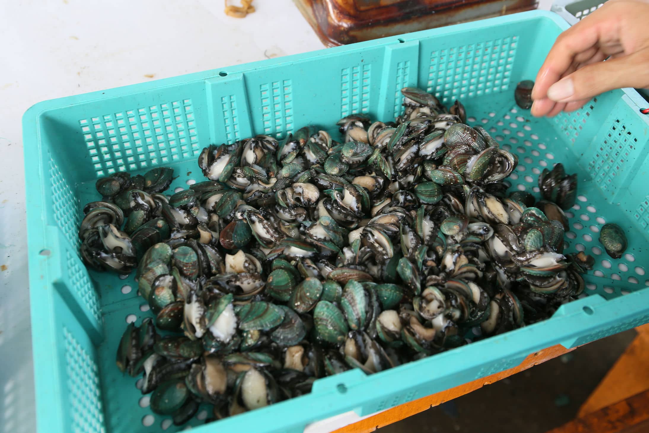 東海岸傳統美食「生醃小九孔」的產地─新東洋養殖場