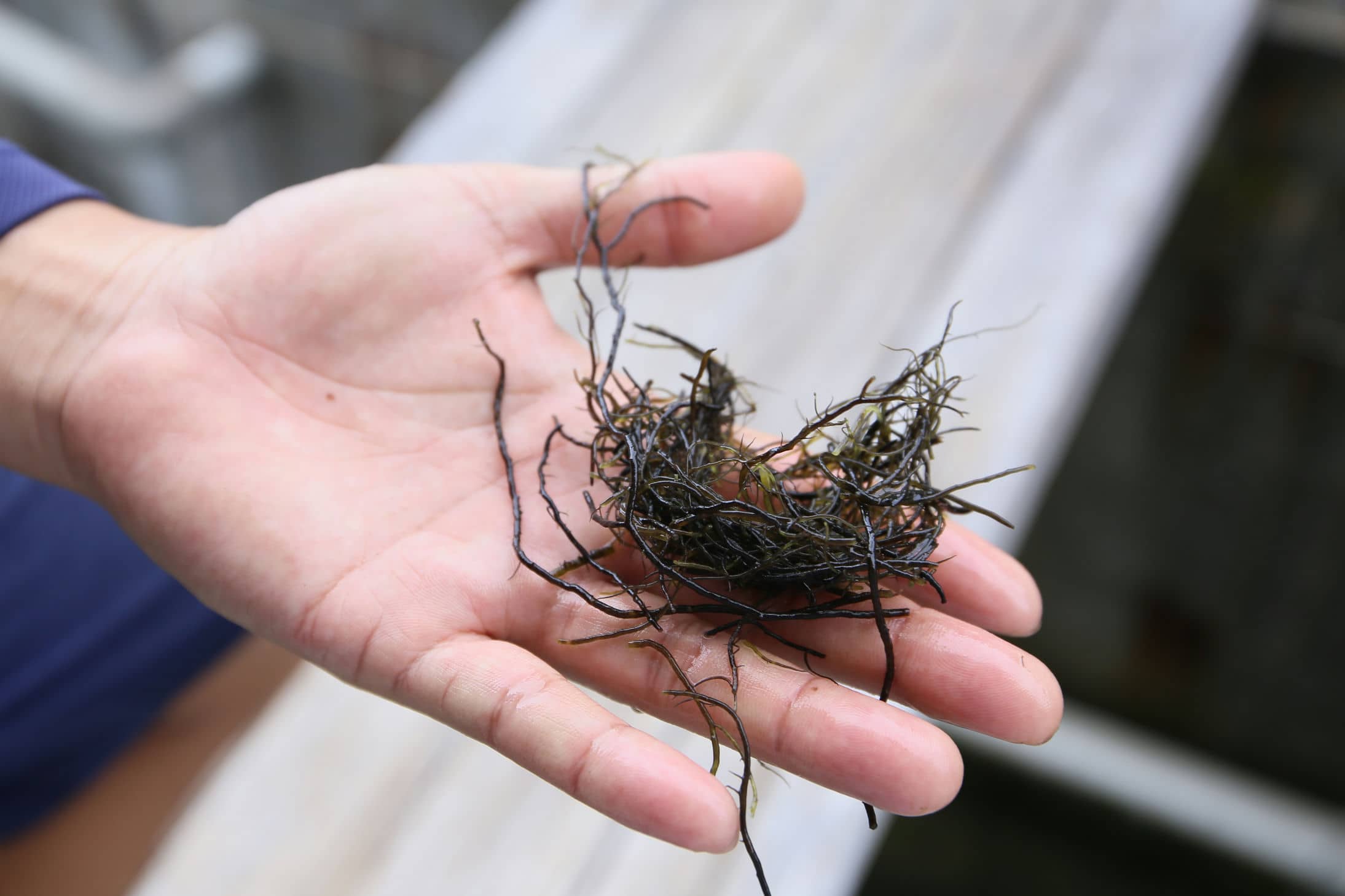 九孔的飼料「海菜」或稱龍鬚菜，由西南部的業者養殖。