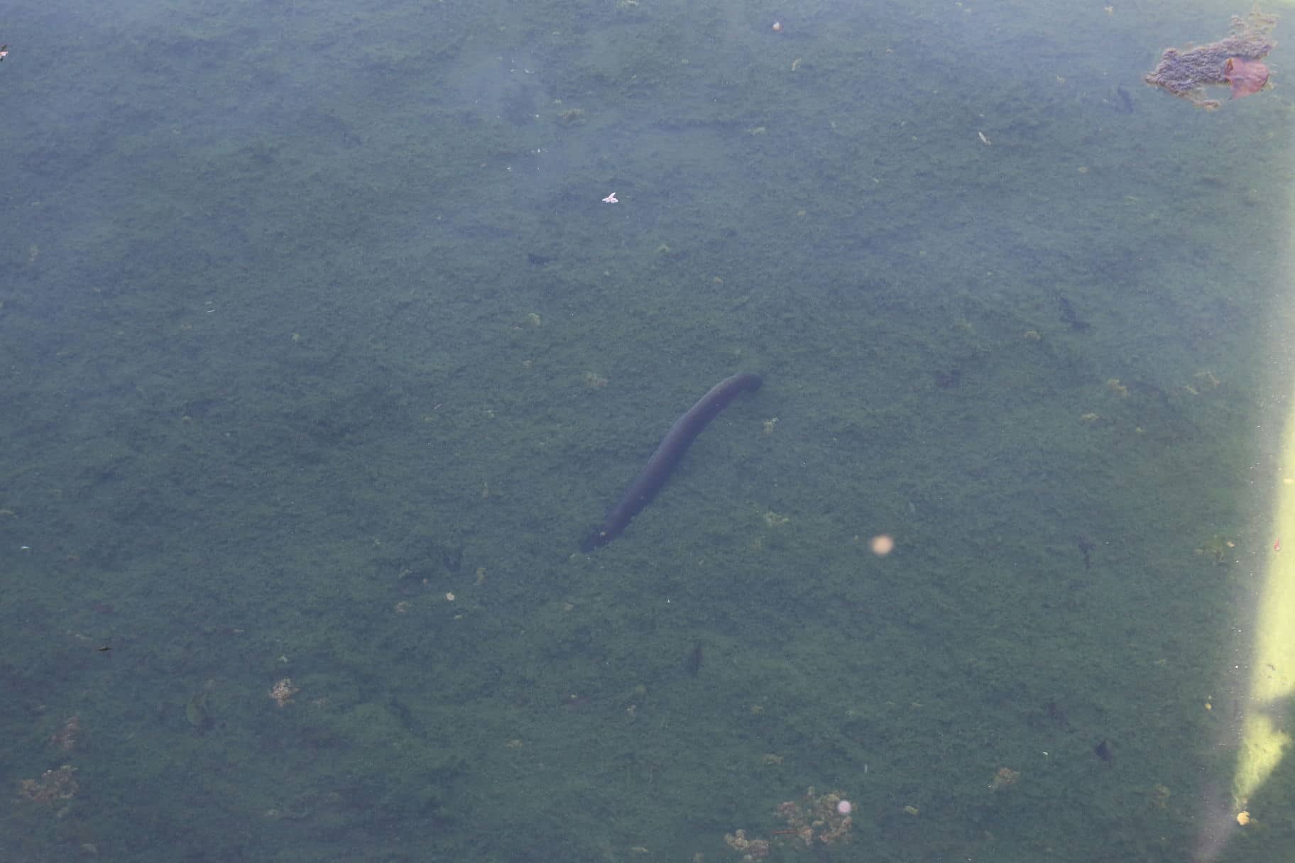 池子裡的鰻魚，主要食物是池底自然生成的青苔。