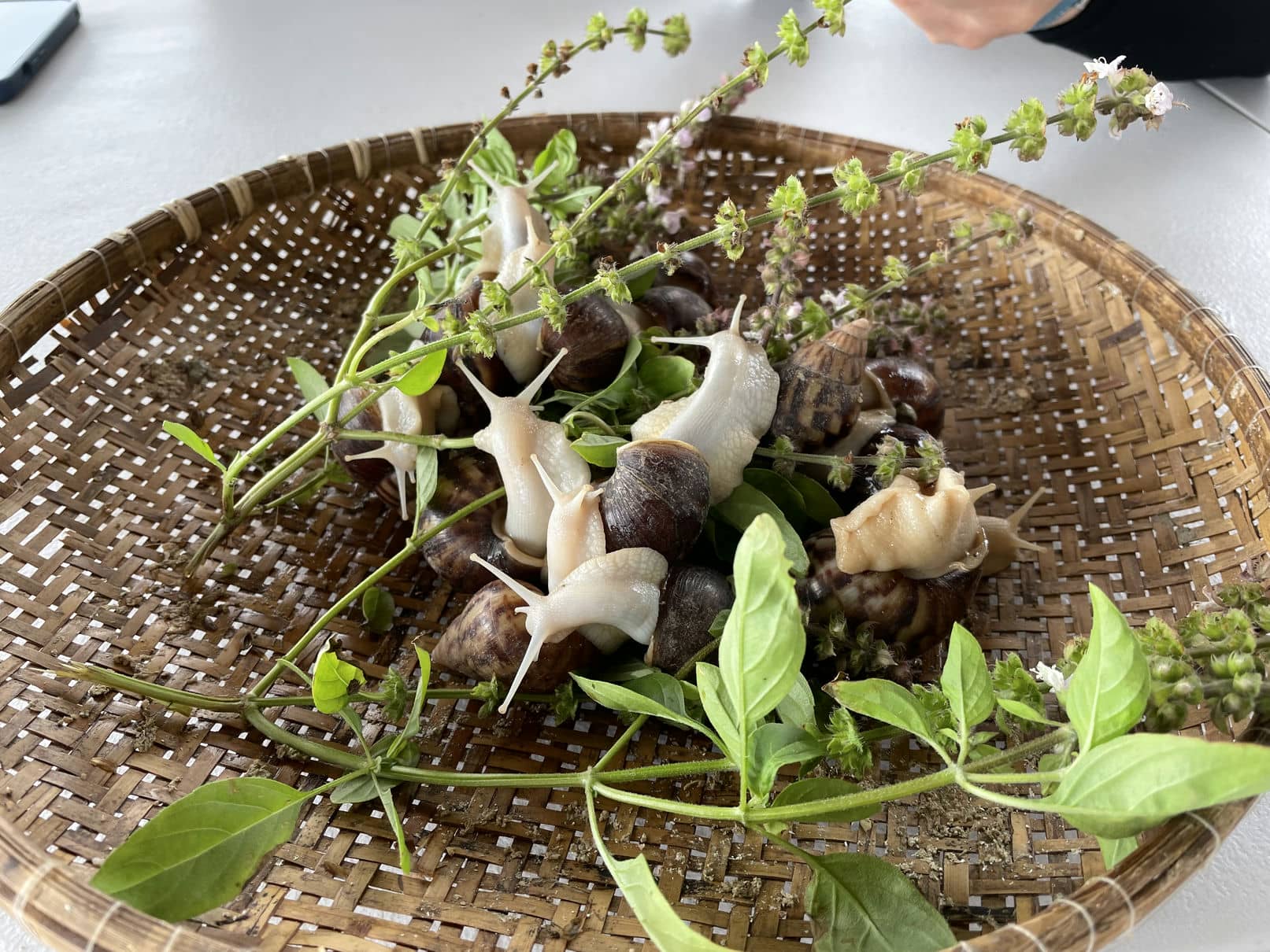  大約4.5至5.5個月的蝸牛，水分充足，是最適合採收的階段。