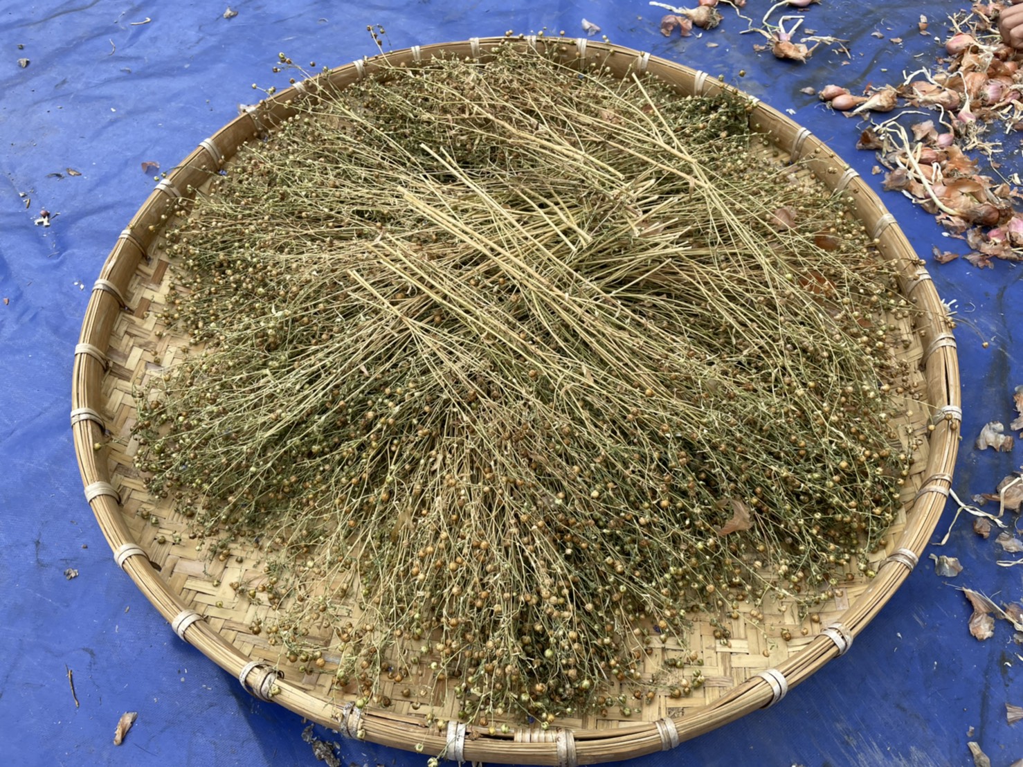曝曬中的亞麻籽，曬乾後種子可做為麵包中的雜糧之一，攝取優良的植物油脂。