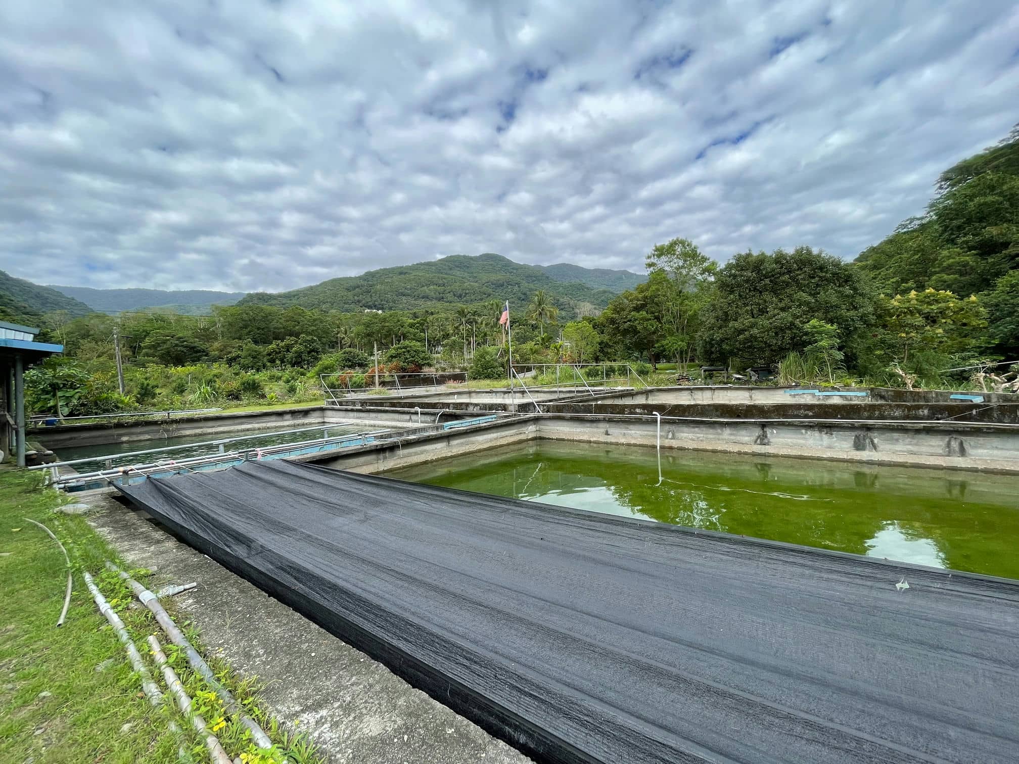 4池水泥養殖池，每池大約10*20米。尤大哥說理想的養殖密度大約是每池1000尾花鰻。