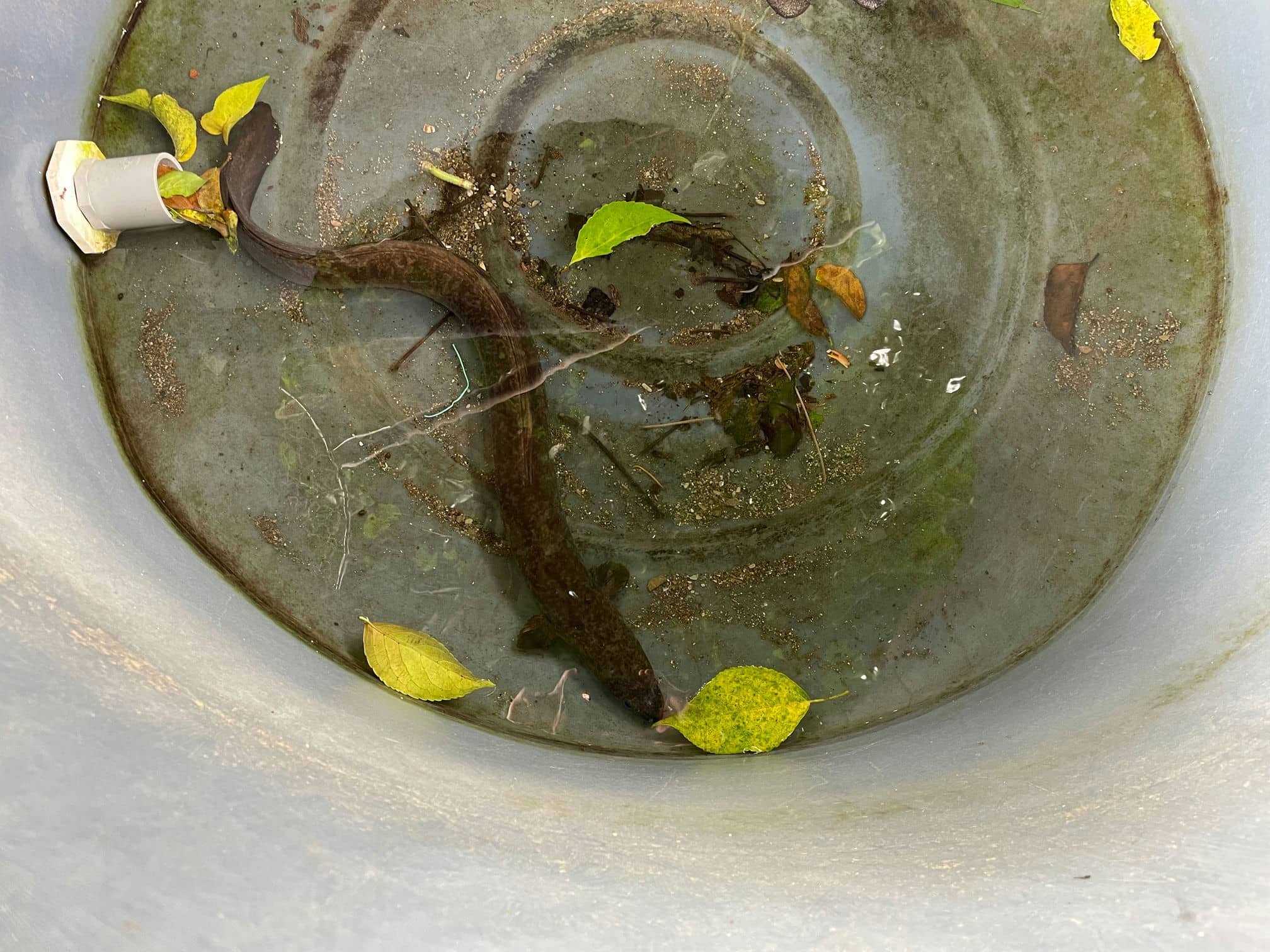 尤家生態農場：山泉活水養殖的Q彈花鰻