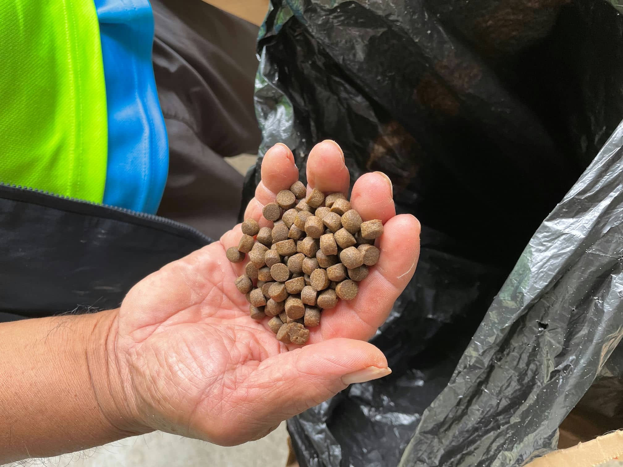 尤大哥也會餵食鰻魚專用飼料，補充蛋白質攝取，增加換肉率。