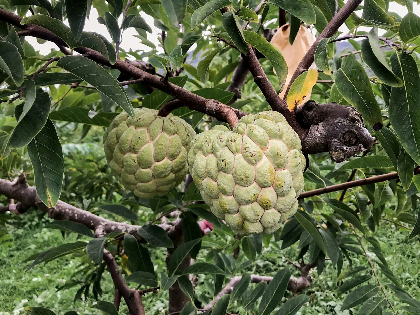 佛心釋迦園的大目釋迦。（圖片來源：台東ㄚ揚的佛心釋迦園）