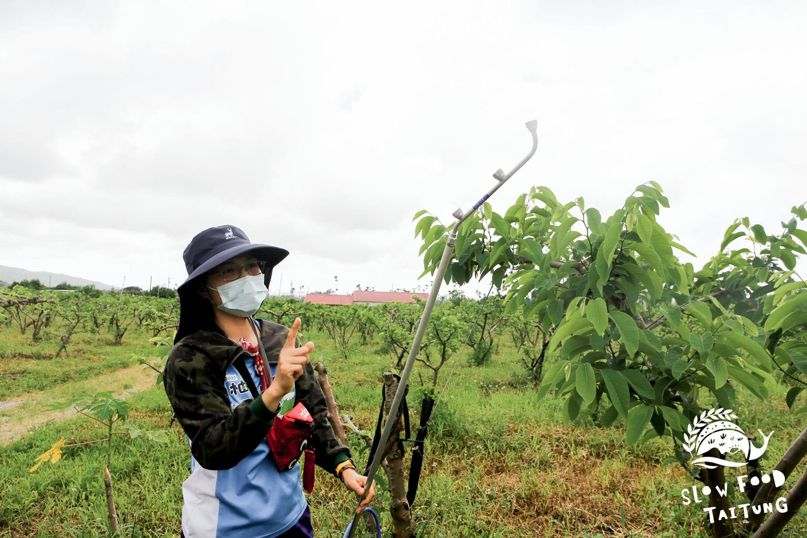 釋迦上的粉介殼蟲，要用這個工具一顆一顆地手工沖洗，小心洗掉。