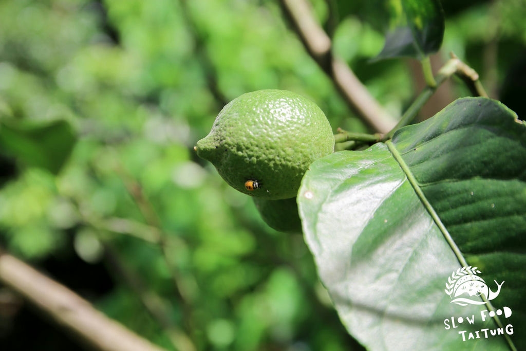 果園中也種植檸檬、百香果、芭樂、柳丁等作物，一年四季都有收成。