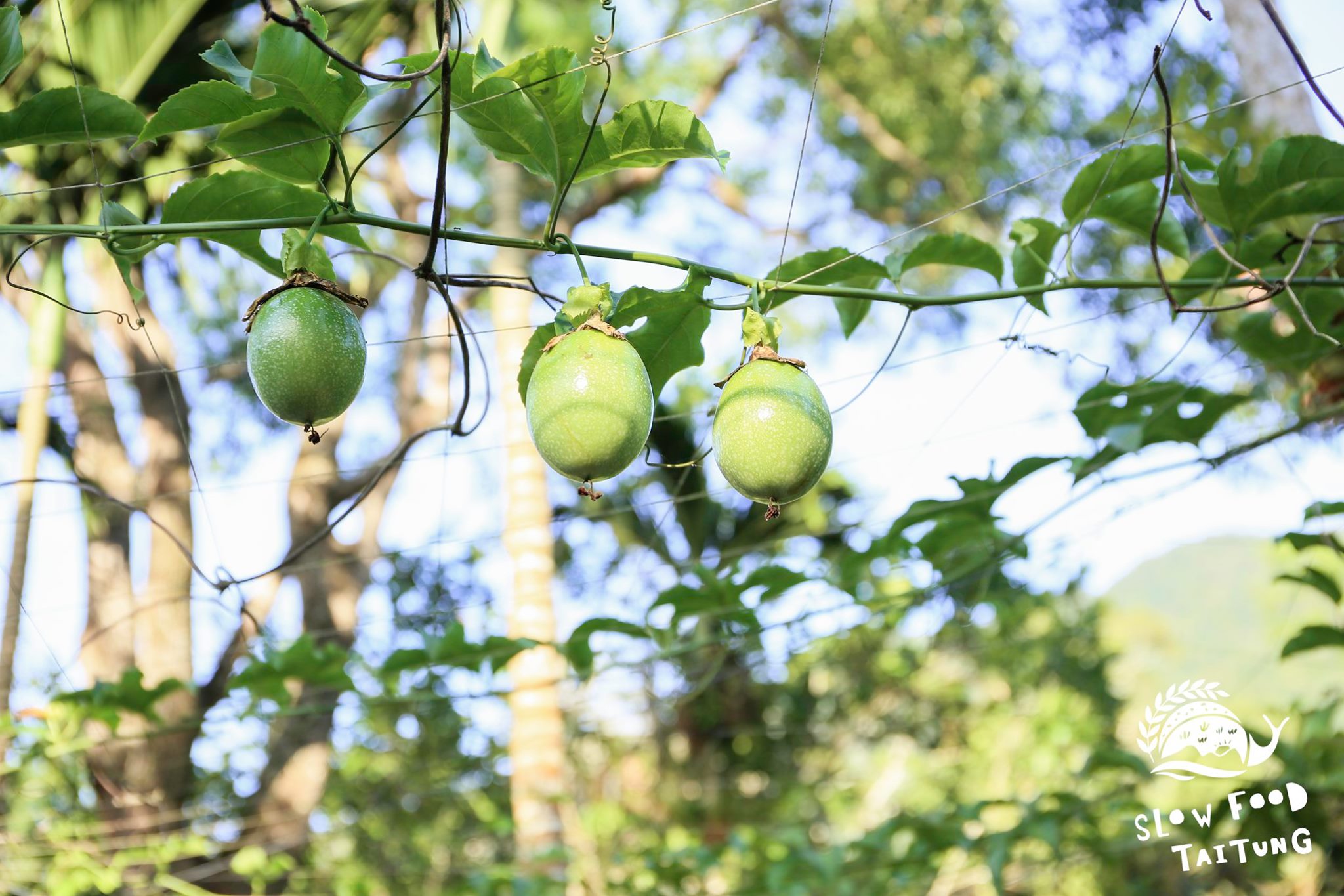 農園採多樣化種植，各種作物形成錯落的層次，林相生態非常豐富。圖為百香果。