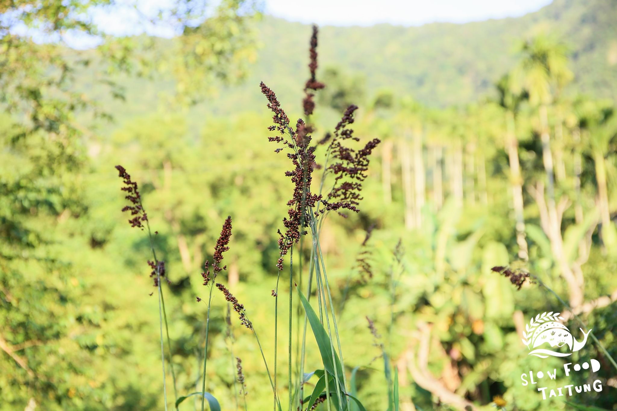 園裡還可以發現幾棵油芒，是台灣原住民的傳統作物，營養價值比稻米還高，耐旱、耐寒、耐貧瘠的土地，有「超級未來食物」之稱。