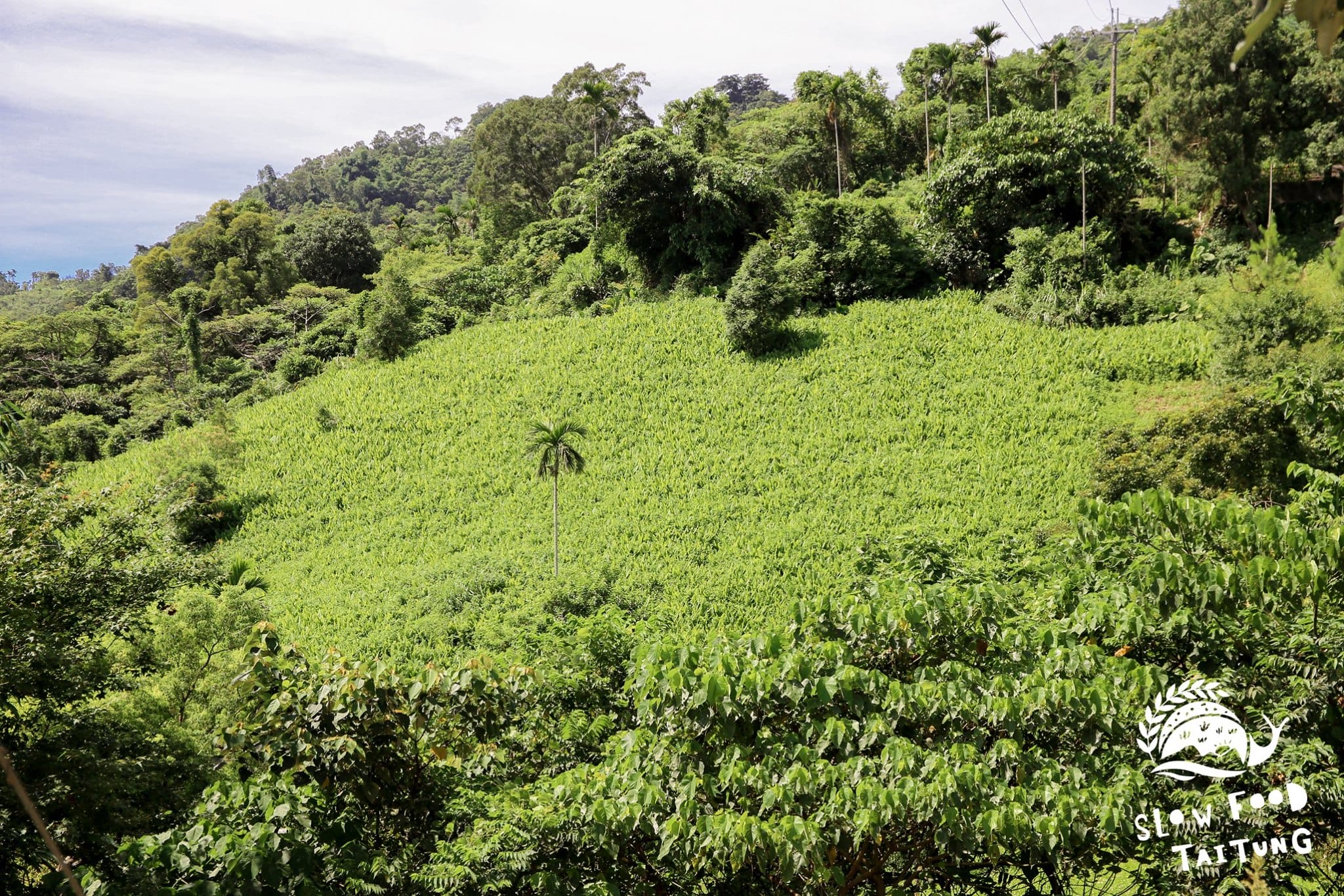 山坡上整片的薑黃園，見證了薑黃伯一路實驗、學習至今，實現了「與大家分享好東西」這個夢想的過程。
