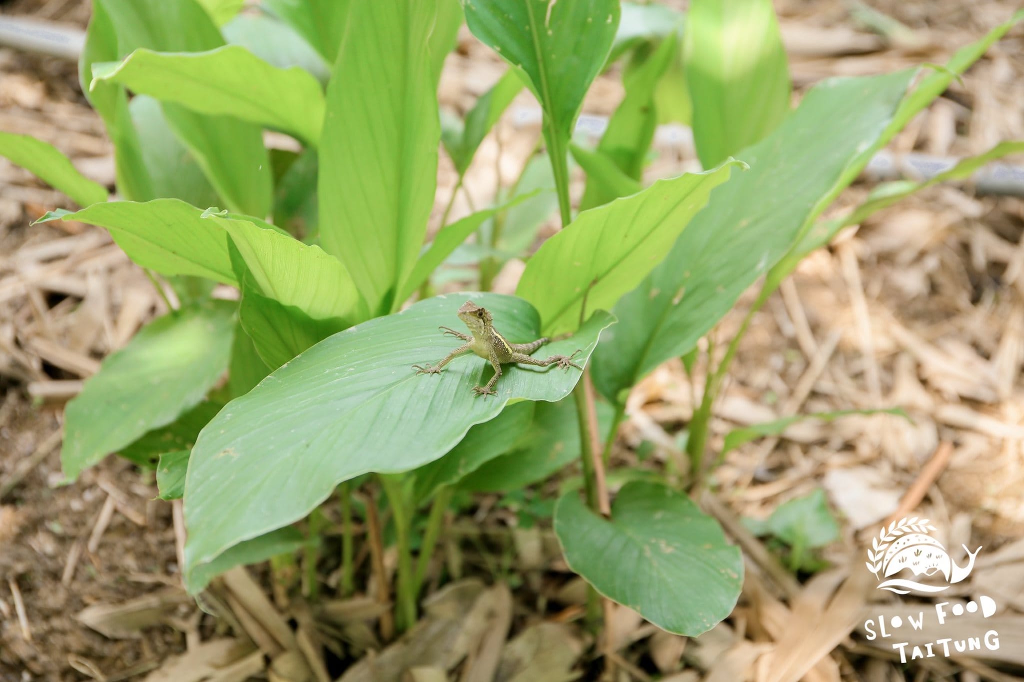 樂山野菜香草園，也是許多小動物共生共榮的樂園。