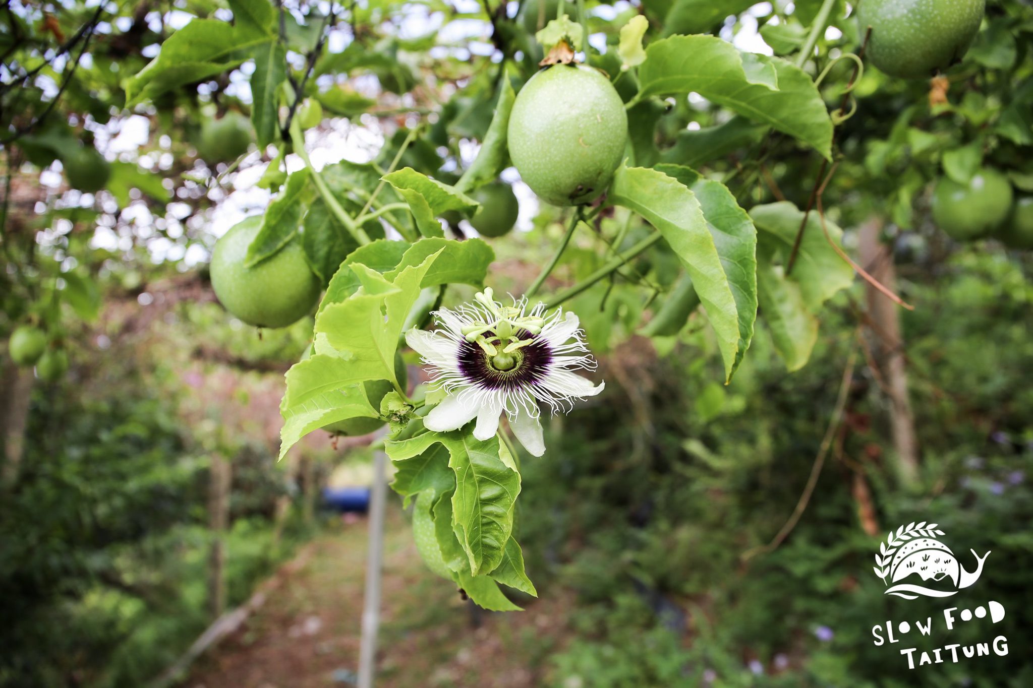 除了主要作物竹薑之外，農場裡多元化種植桶柑、芭樂、百香果、枇杷、薑黃、柿子、木鱉果等作物。百香果種有黃金百香果、滿天星兩個品種，香氣都非常濃郁、吃了會一顆接一顆停不下來......