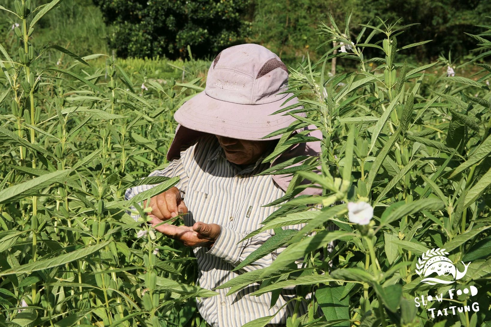 為了生產薑麻油，2020年首次種植芝麻。