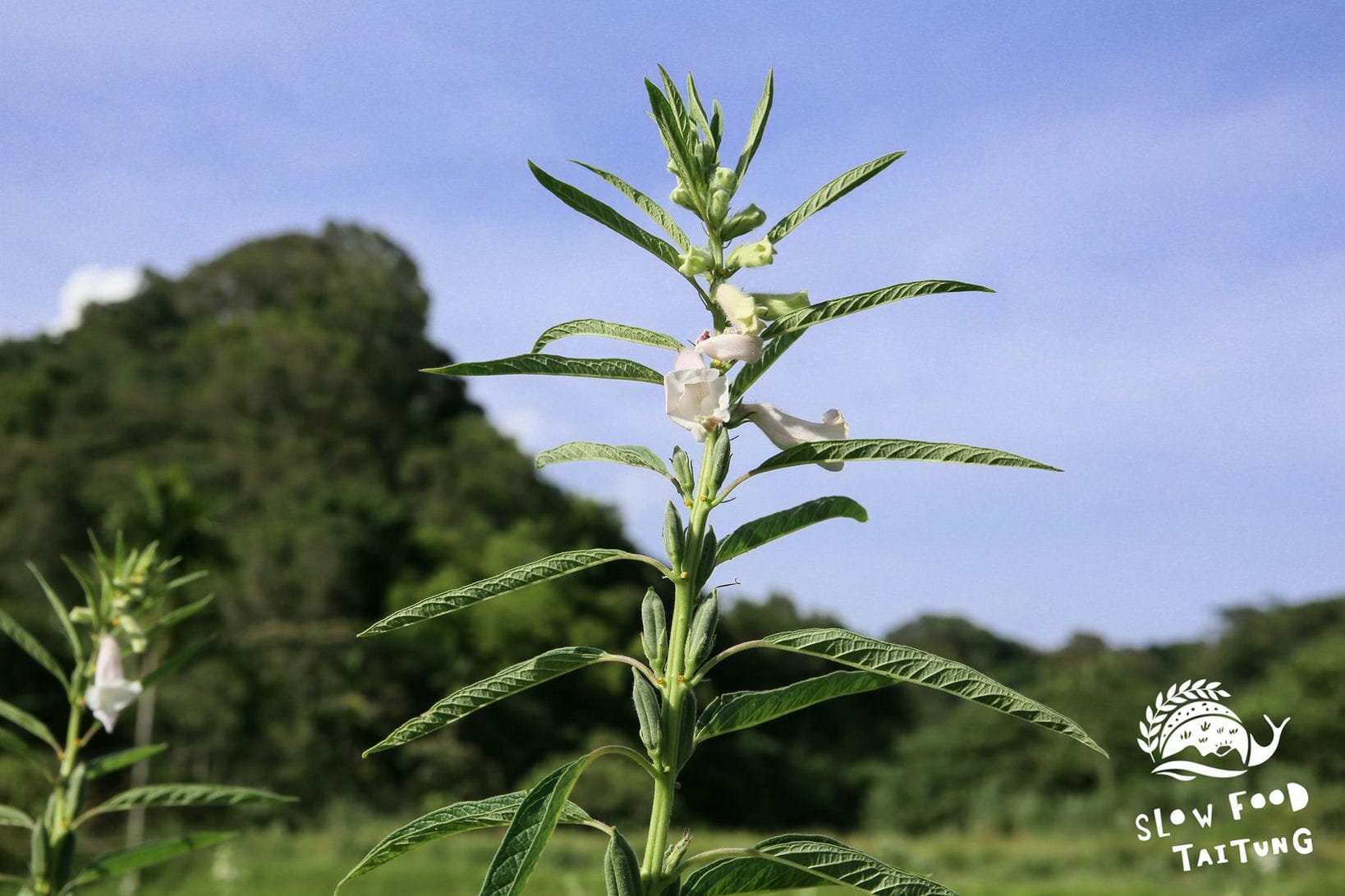 芝麻開花。 我們拜訪金洺農場時是七月，正值花期尾聲。而這一區的芝麻目前已在八月上旬採收完畢，採收情況可見 https://reurl.cc/q8ZlYE