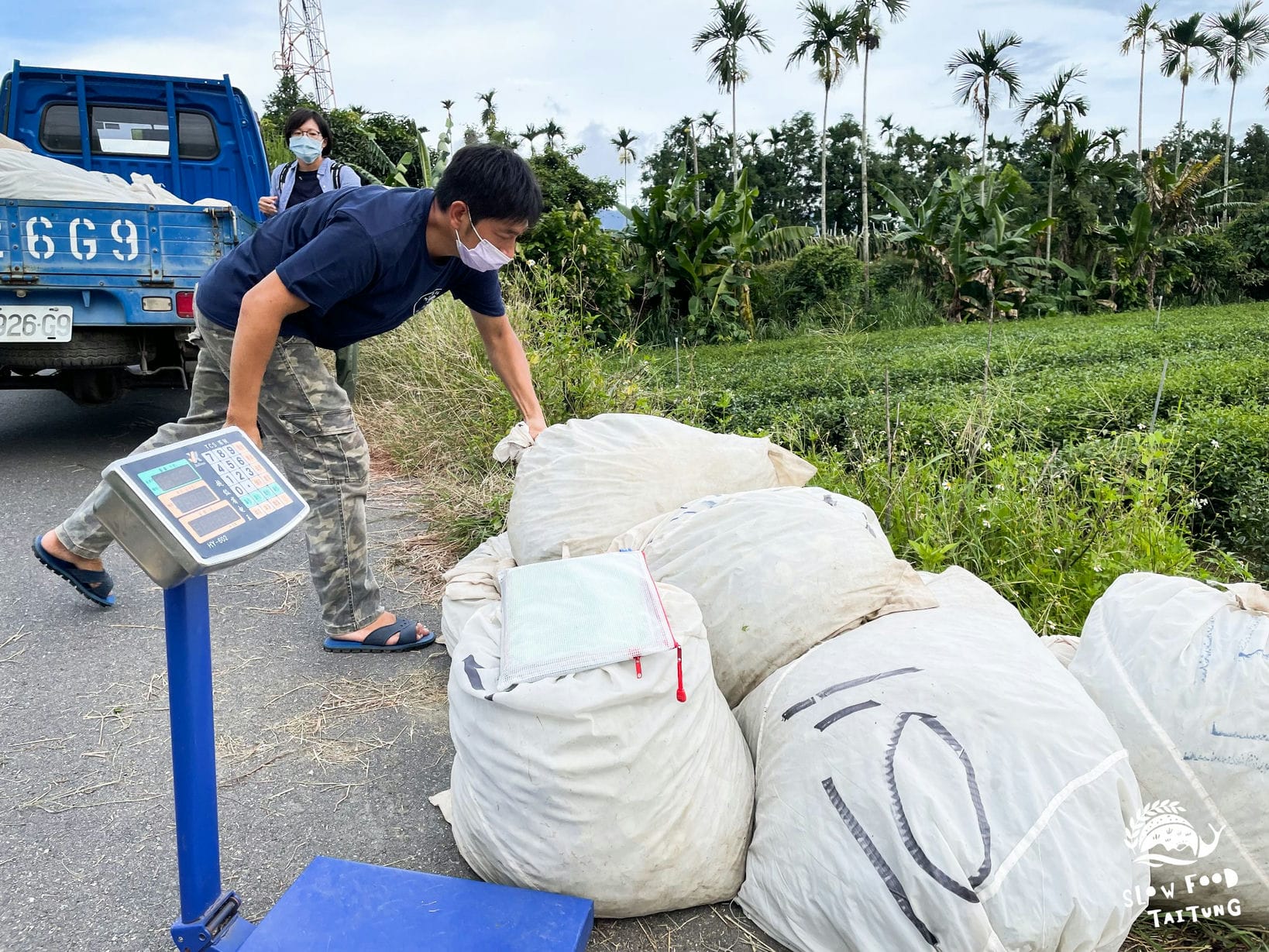 阿山哥傍晚抵達茶園，確認採茶阿姨們一天的努力成果、秤重，然後趕緊運上貨車、送到製茶廠。