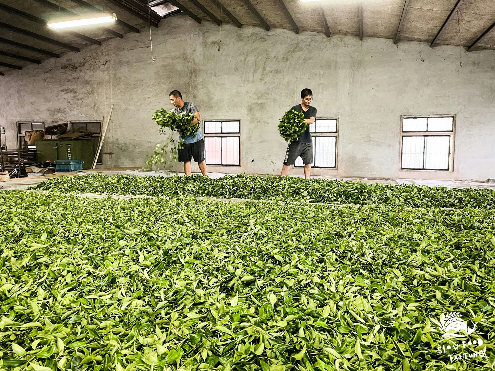 茶菁一包包倒在高架平台上進行熱風萎凋，均勻鋪的過程，好像在跳舞。