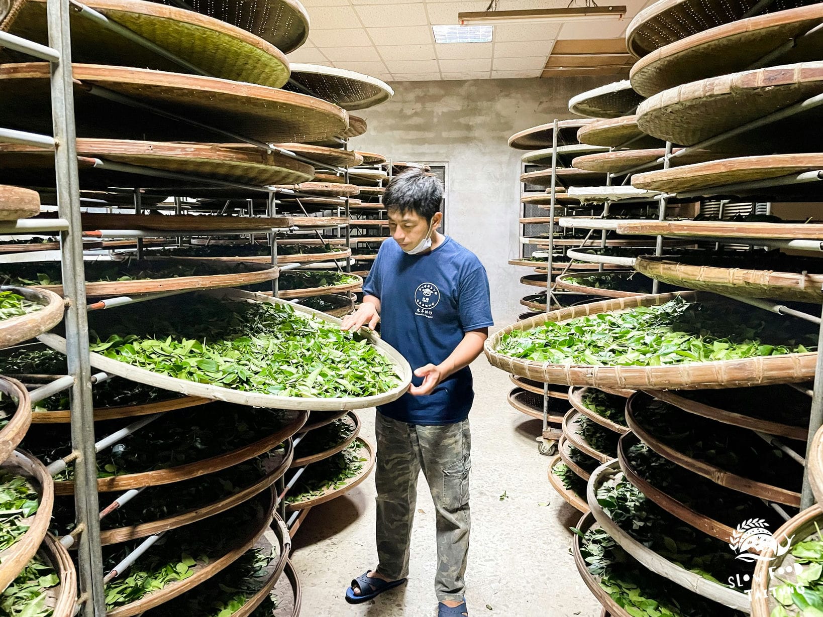 熱風萎凋後，再進入冷氣房室內萎凋，讓葉片水分重新分布平衡。萎凋中的茶葉散發出不可思議的迷人氣味，滿室芬芳。