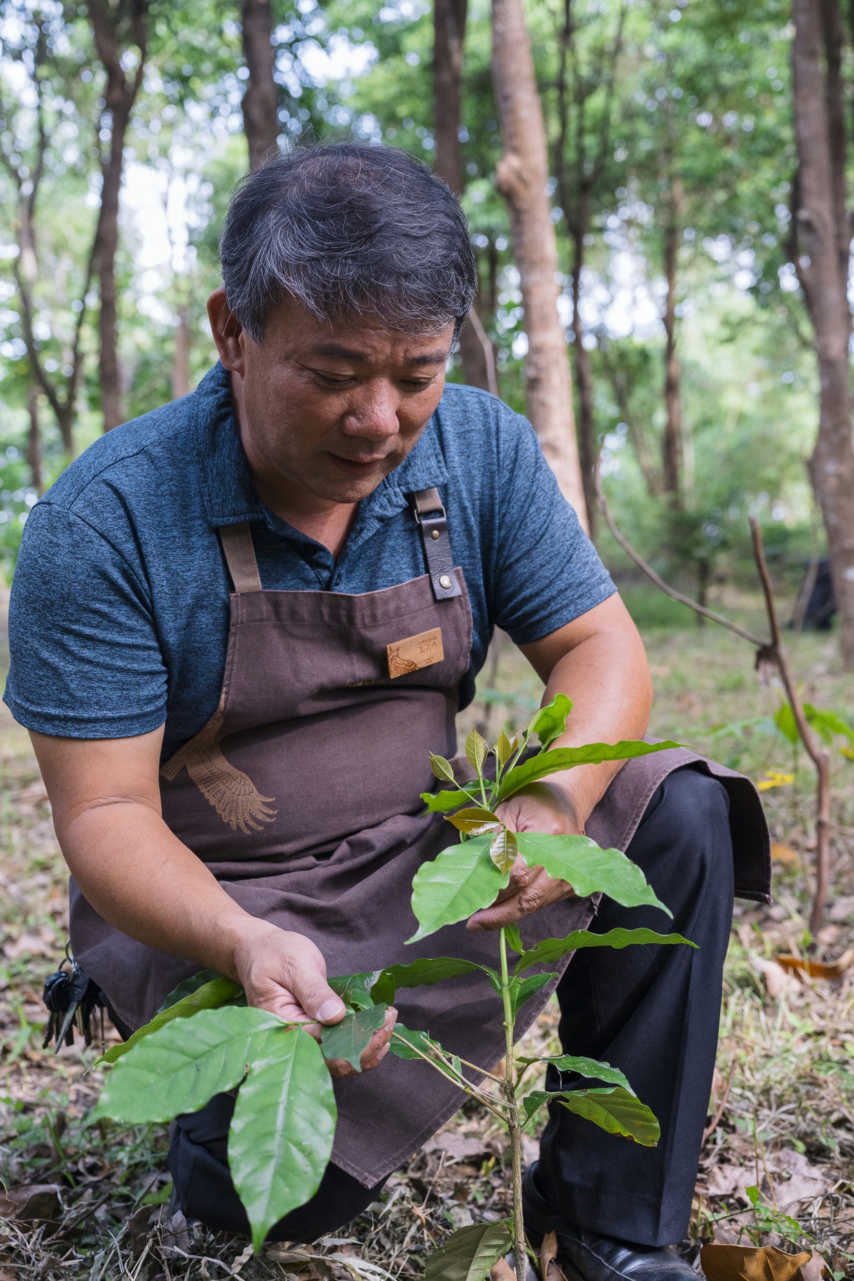 弘典大哥介紹這棵咖啡小樹苗約一歲；而咖啡要四年後才會結果，這四年間需要修枝、除去徒長枝。
