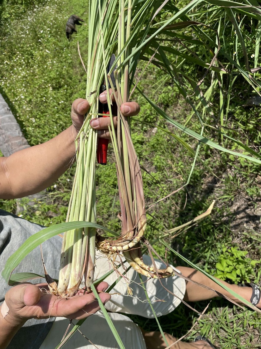 接近根部帶有紫紅色的，是提煉精油的香茅，白色的則是泰式料理中常用的檸檬香茅。