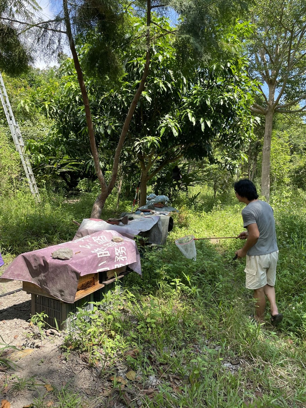 近年阿德開始嘗試養蜂，增加香草園裡的生態多樣性。