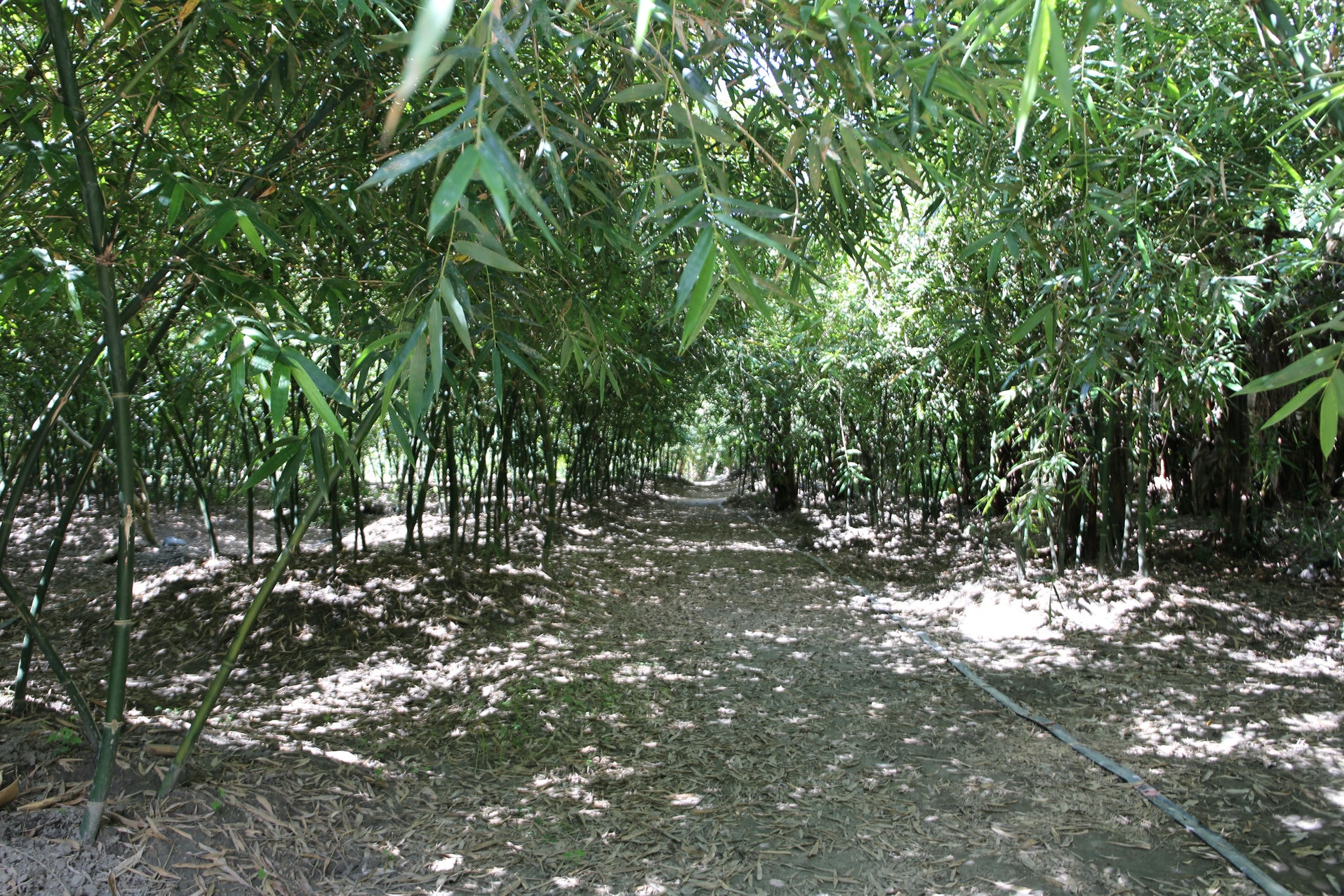 位於泰源盆地麻竹嶺的竹筍農場。