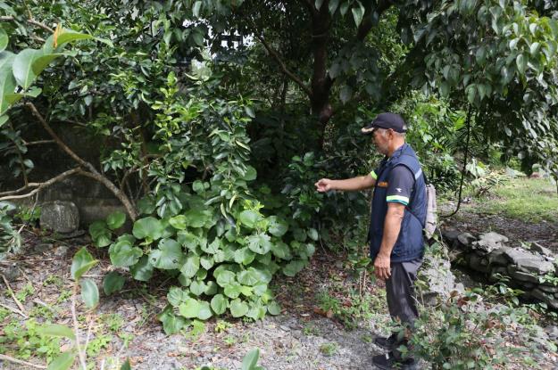 種植在鰻魚池排水溝渠旁的大圓葉胡椒