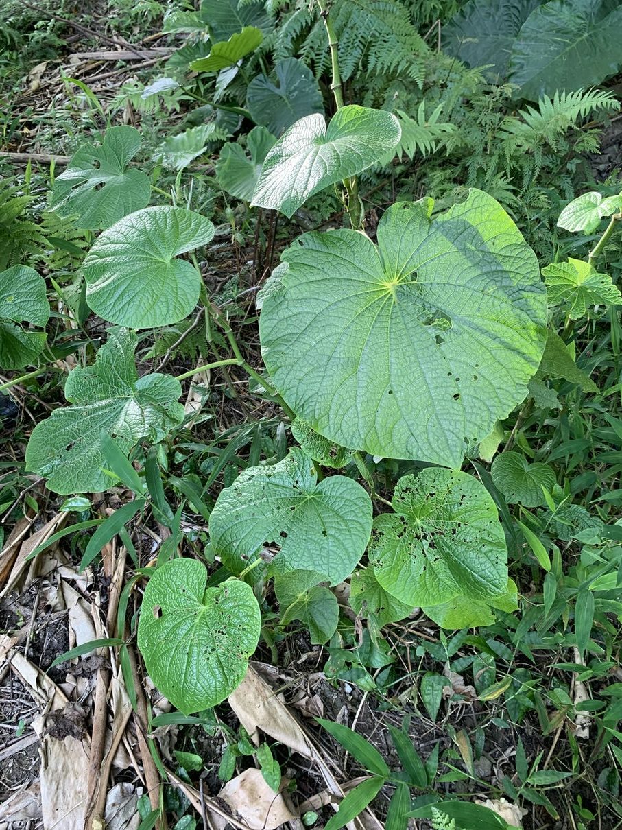 生長在山坡地潮濕、遮蔭處的的大圓葉胡椒，是排灣族人煮湯時的調味料。