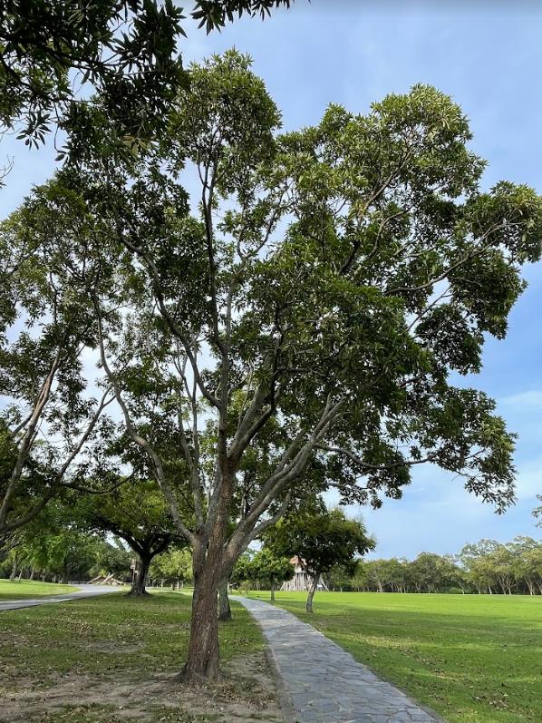 種植在卑南文化公園園區裡的大葉楠樹。