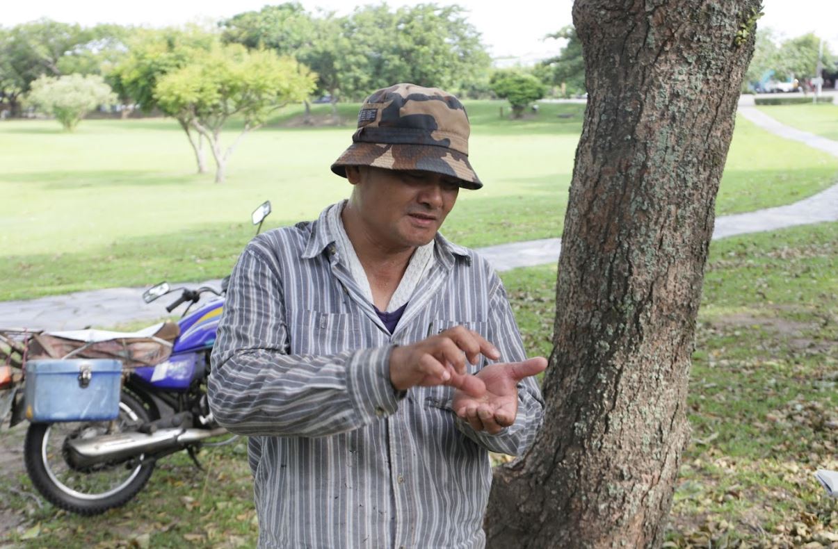 許二哥在卑南遺址文化公園帶著我們認識大葉楠