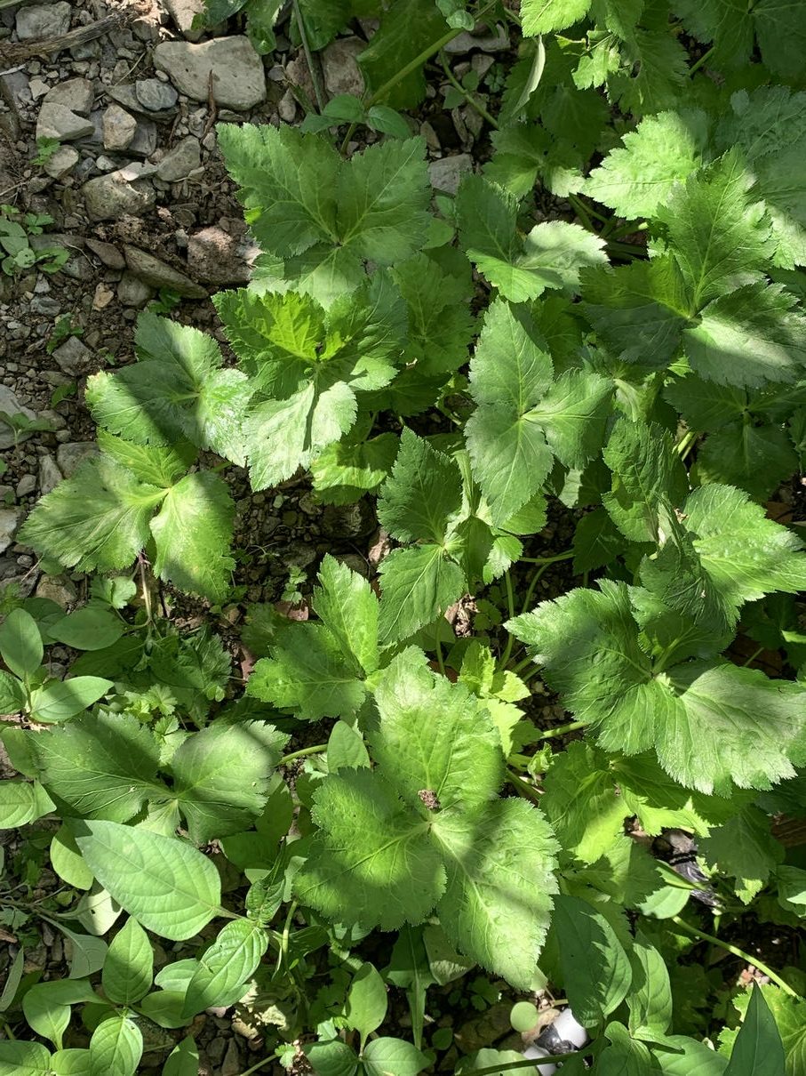 山芹菜，又稱為鴨兒芹。