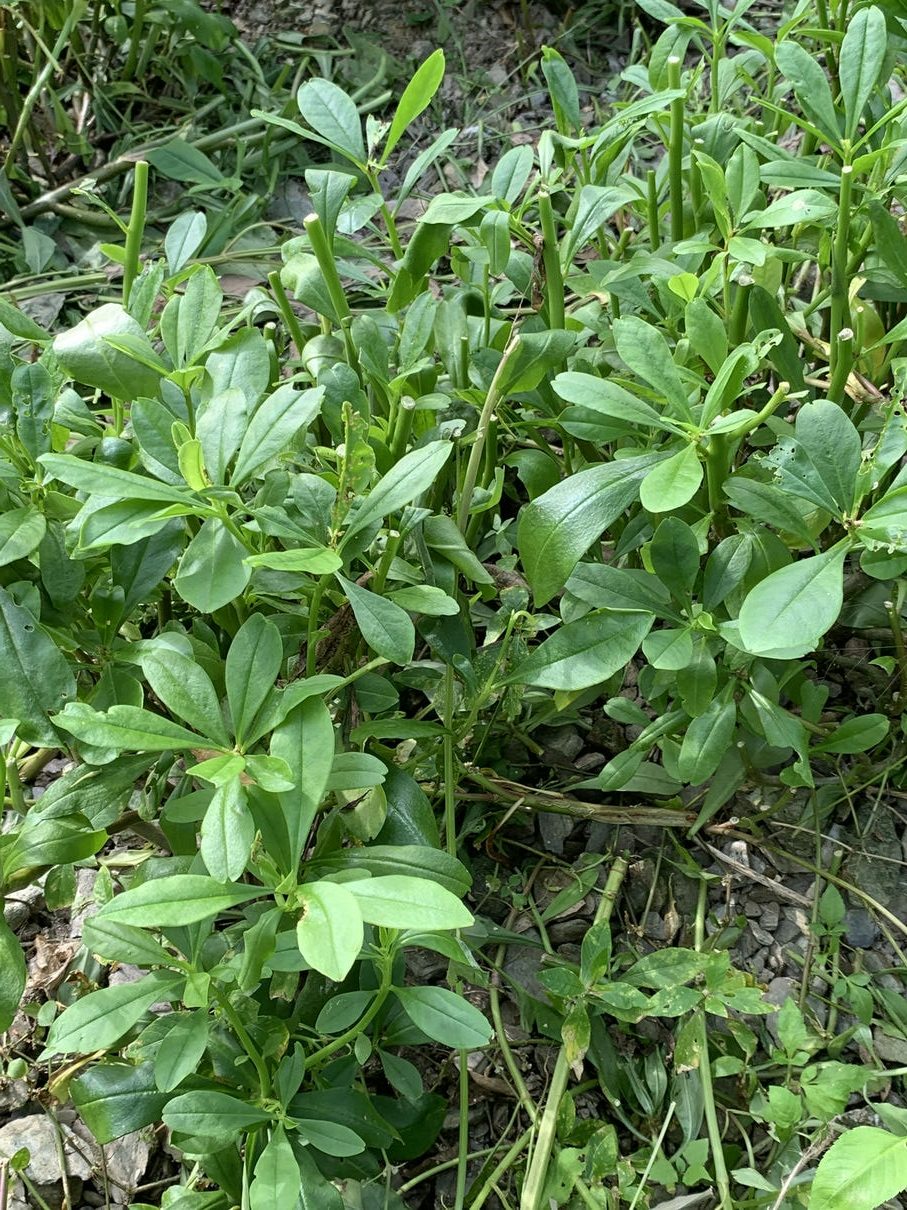 巴蔘，吃起來香甜滑嫩，口感與川七相似。