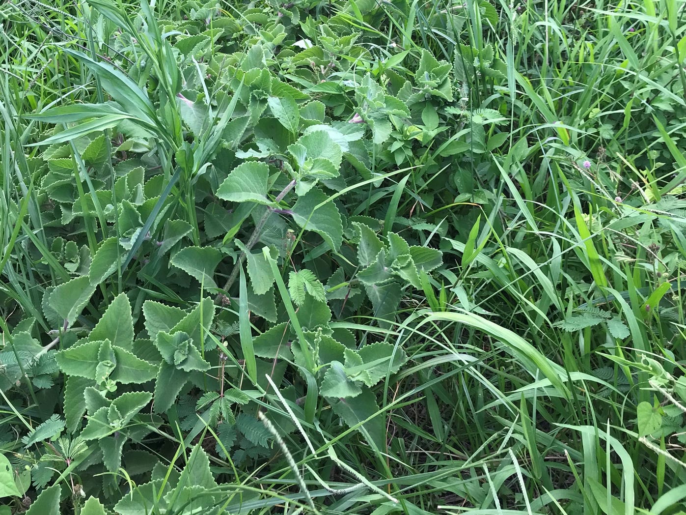 與雜草共生的左手香