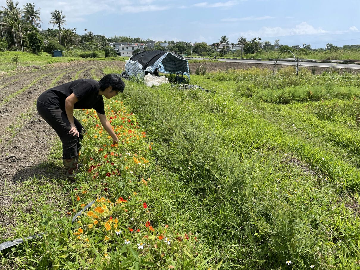 多樣化、與雜草、害蟲益蟲共生的香草園。4月份是金蓮花開花的季節，花朵、葉片都可以食用。