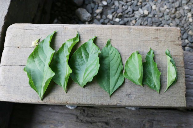 1. 採集6-7片海州常山嫩葉。