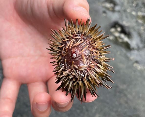 Aowang 海膽 ：重安部落前的海岸，地名就叫 Piaowanan（意指撿海膽的地方），而圖中海膽採集自石雨傘，躲藏在自己用刺棘磨出的礁岩孔隙裡。Ina用採集鑽現場剖開海膽示範取出食用的部位「海膽肉」（海膽的精囊或卵巢）。