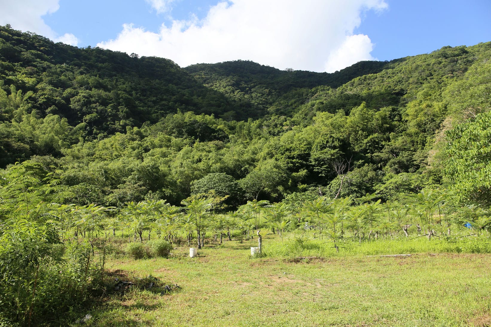 頭目養生香椿農場被群山環繞著，有著天然的隔離帶、獨立水源，具有得天獨厚的條件採取綠色保育友善耕作。