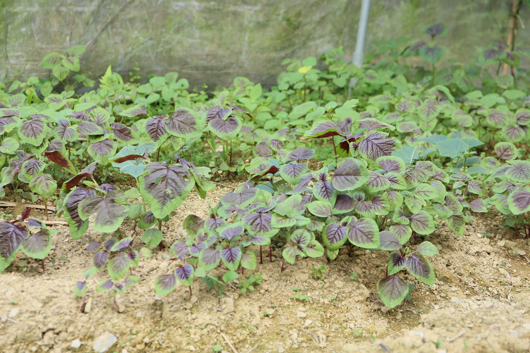 溫室裡的紅莧菜。