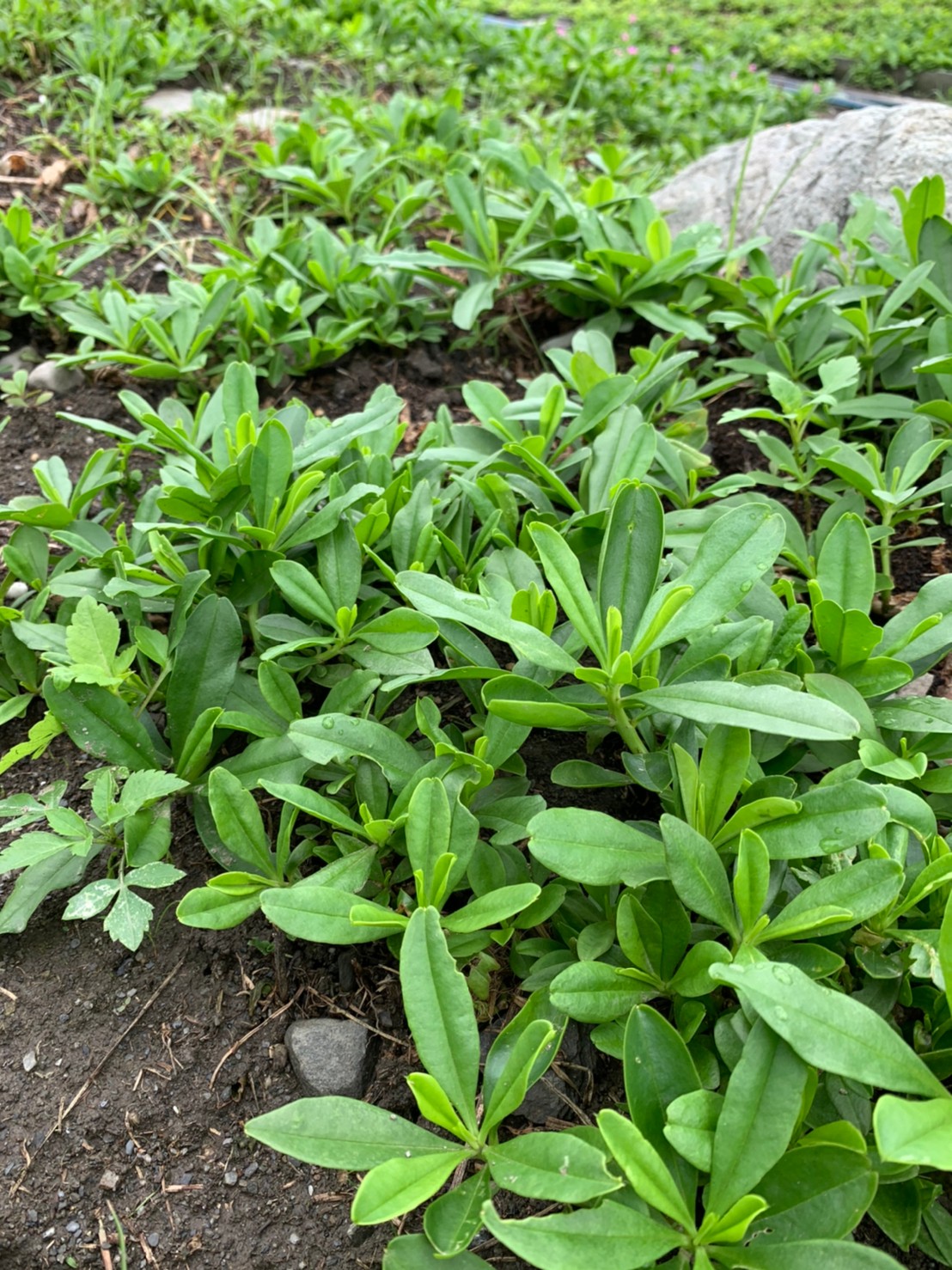 原生蔬菜－巴參菜。葉肉厚厚的，新鮮葉子嚐起來帶有淡淡的酸味。