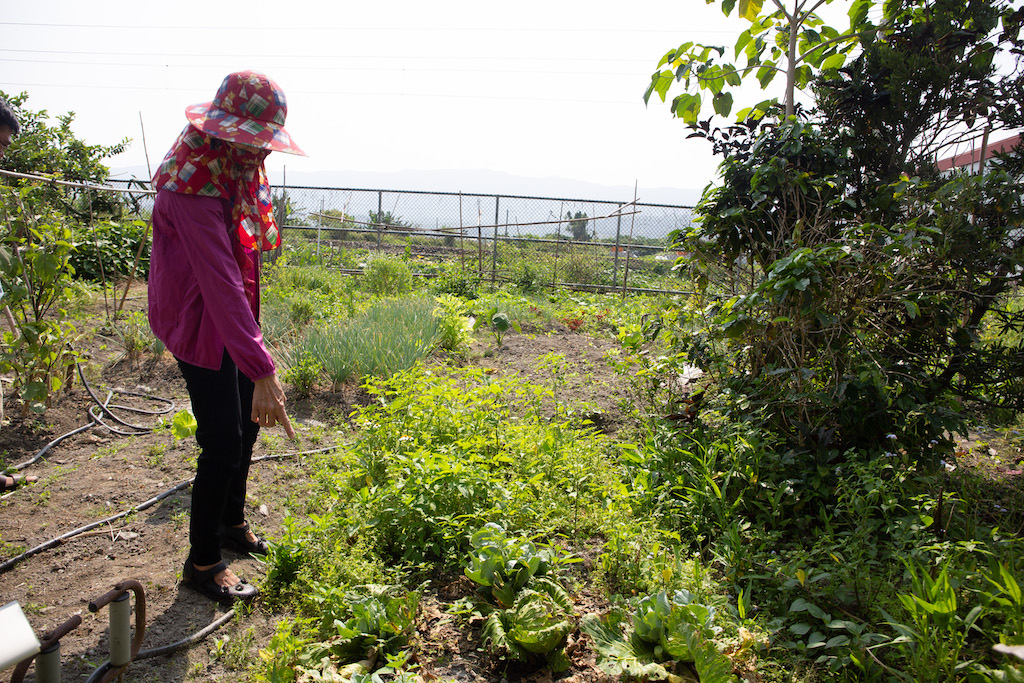 鐵軌旁的菜園，是羅媽媽揮汗投入、用心種植多樣作物的地方。