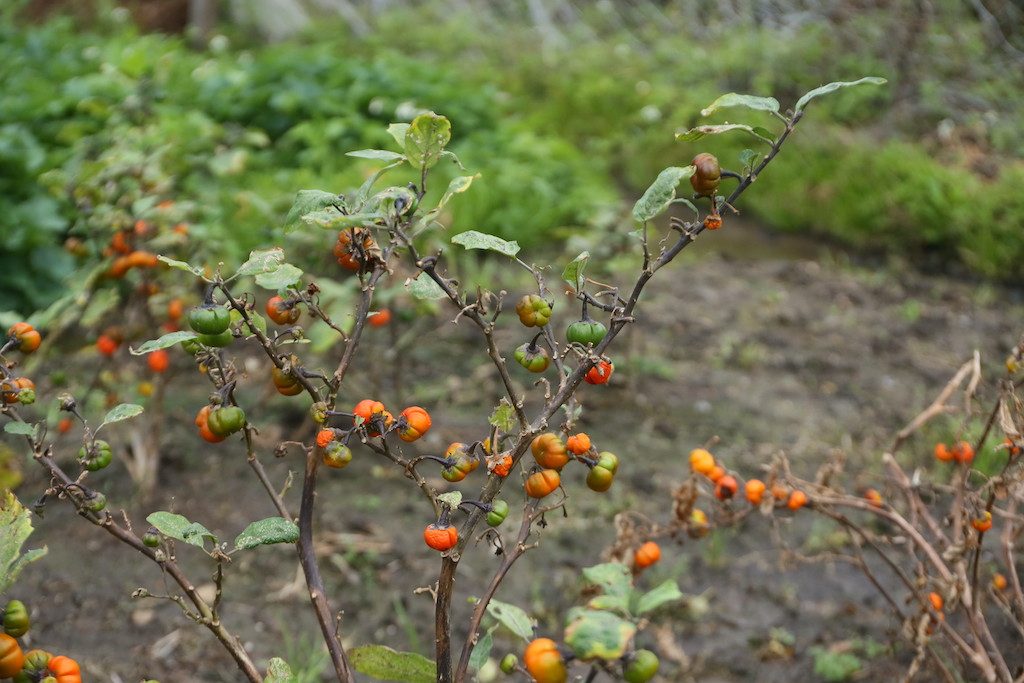 Ina菜園裡的車輪茄。青綠色的時候就可以吃了，越熟顏色會慢慢轉橘、紅。