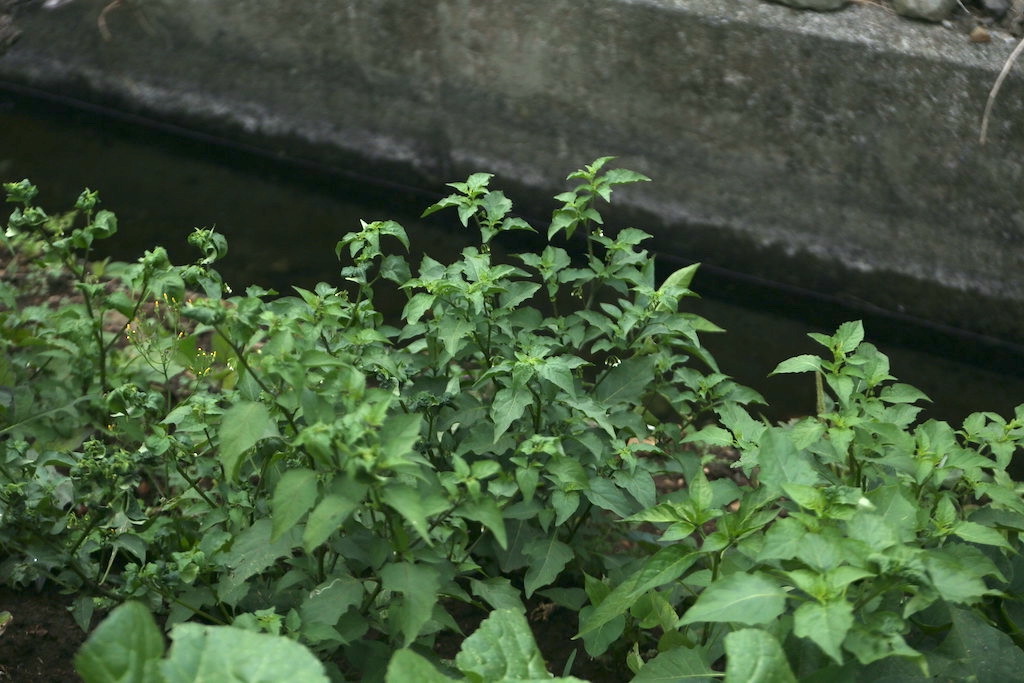 野生的龍葵，是煮湯、煮泡麵最好的配菜。族人說離開部落都還會是會想念龍葵湯的味道。