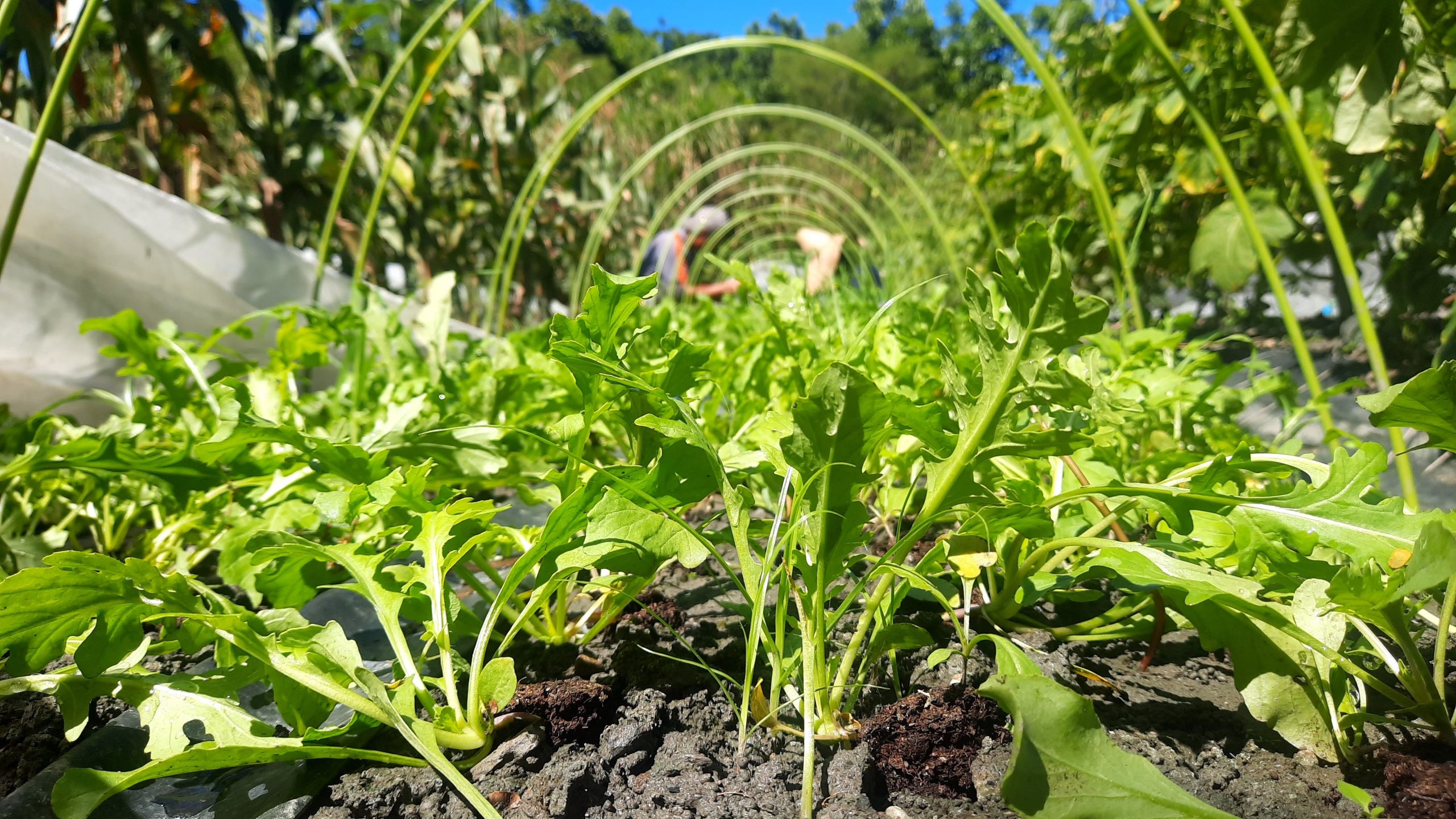 野性清脆的生菜在鹿野：快活農場