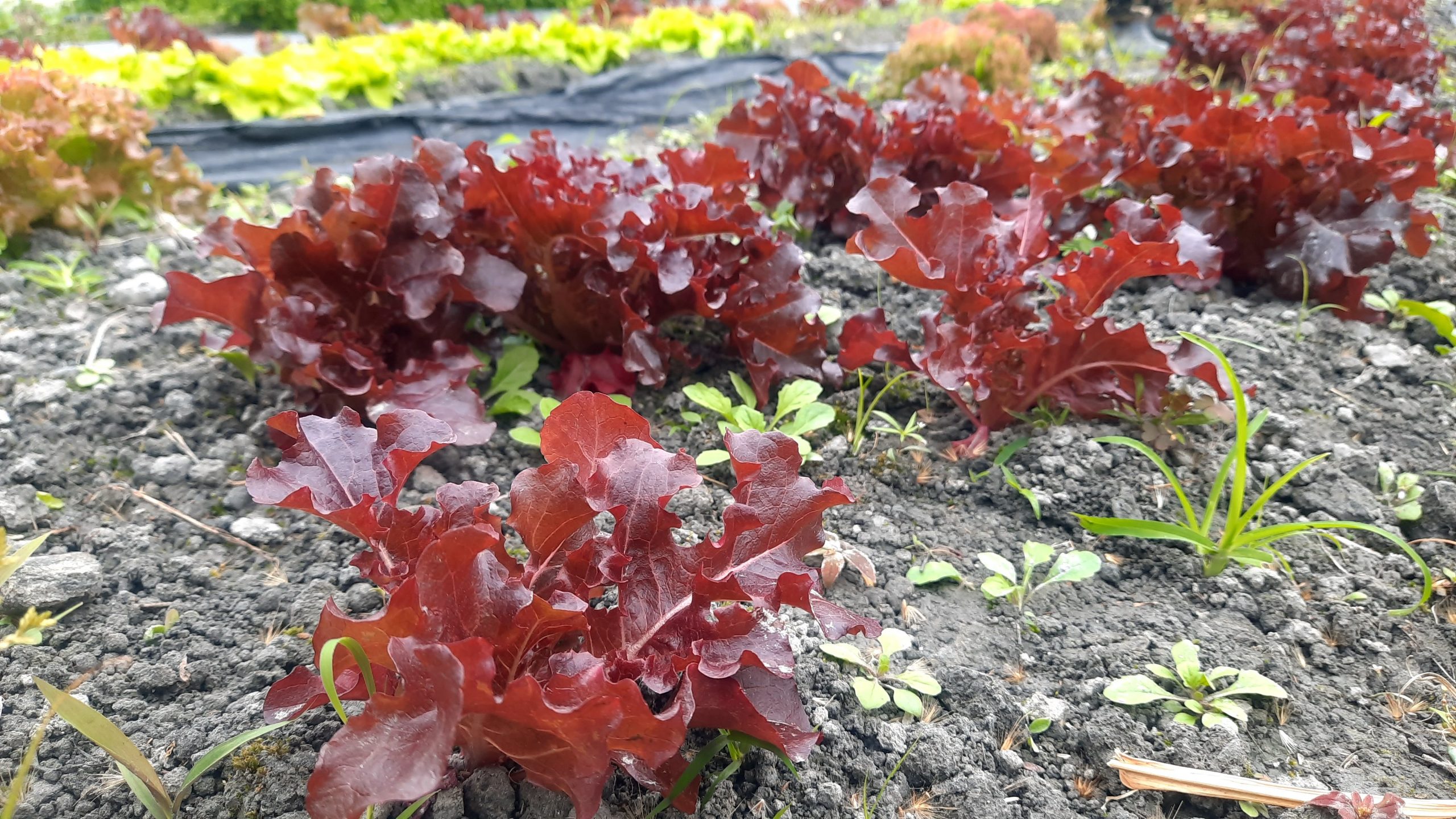 快活農場除了芝麻葉，還有各種琳瑯滿目的生菜品種，圖為紅橡。