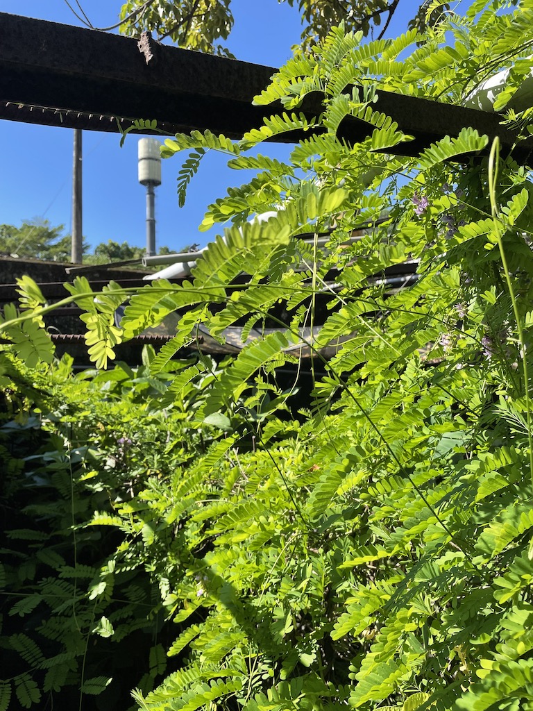 製麴植物：雞母珠。雞母珠主要帶來釀酒的甜味，是製作酒麴的副原料，可加也可不加。雞母珠是生長在河邊、海邊樹蔭下的爬籐植物。葉子如果直接放進口中，一開始是苦苦的，但慢慢釋放出甜味。雞母珠的紅色果子有毒，不可食用。