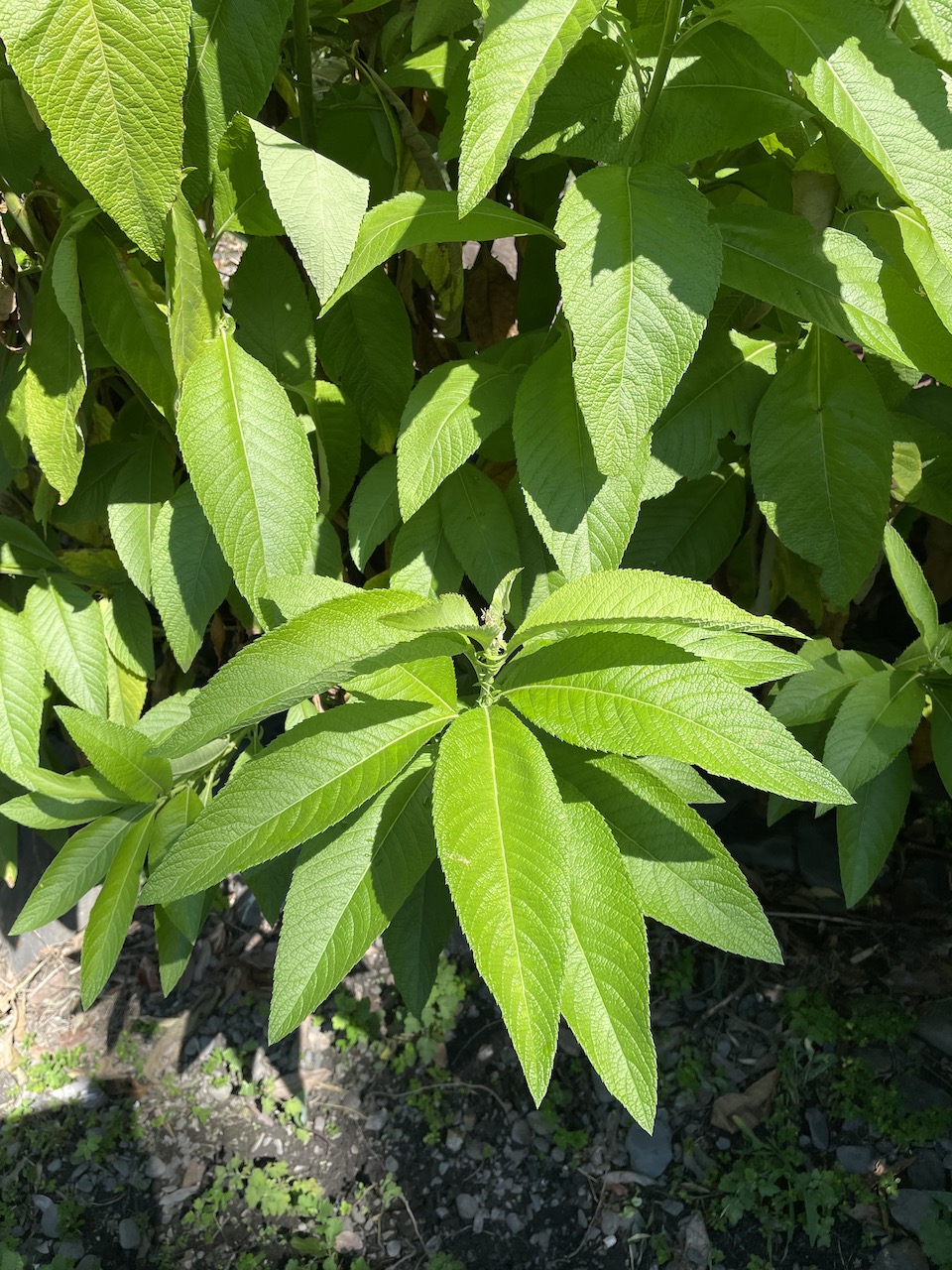 製麴植物：大風草（艾納香）。大風草本身就充滿香氣，釀酒時會帶來酒釀的香味。大風草是菊科植物，生長在河邊、山邊陽光充足的地方。傳統中，女性生產完會用大風草泡水洗澡作為療癒；筋骨酸痛或受傷時也可以泡大風草藥浴，緩解酸痛。