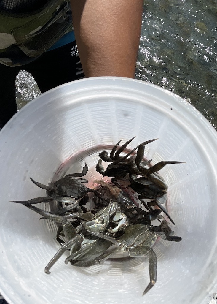 被秋刀魚餌氣味吸引，爬進塑膠蟹籠陷阱裡的毛蟹。