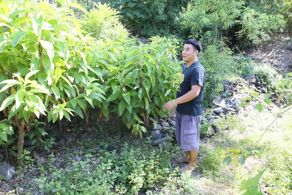 Pia的酒麴植物花園，有已經高大茁壯、欣欣向榮的製麴植物。